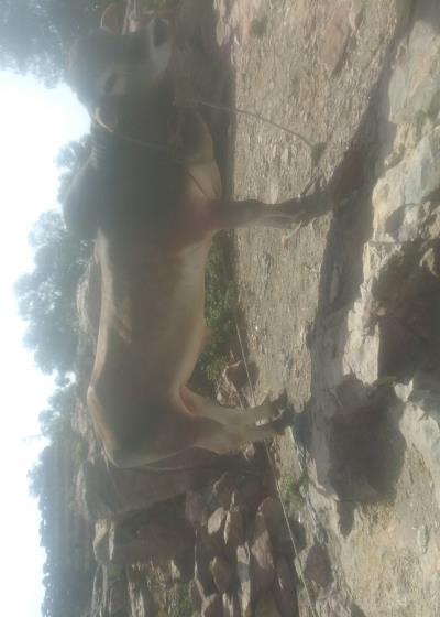 طبل الجان Story